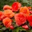 Бегония Fimbriata Salmon фото
