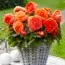 Бегония Fimbriata Salmon фото