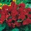 Бегония Multiflora Maxima темно-розовая фото