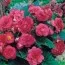 Бегония Multiflora Maxima розовая фото
