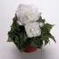 Бегония Multiflora Maxima белая фото