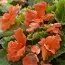 Бегония Multiflora Maxima лососевая фото