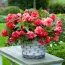 Бегония Pendula Cascade Pink фото