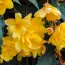 Бегония Pendula Cascade Yellow фото