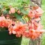 Бегония Pendula Cascade Salmon фото