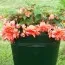 Бегония Pendula Cascade Salmon фото