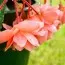 Бегония Pendula Cascade Salmon фото