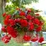Бегония Pendula Cascade Red фото