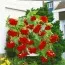 Бегония Pendula Cascade Red фото