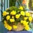 Бегония Pendula Cascade Yellow фото