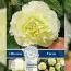 Бегония Double Wummi Creme (Брендовые луковицы KAPITEYN®) фото
