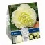 Бегония Double Wummi Creme (Брендовые луковицы KAPITEYN®) фото