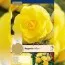 Рек-бокс Бегония Double Yellow (Брендовые луковицы KAPITEYN®) фото