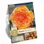 Бегония Picotee Lace Apricot (Брендовые луковицы KAPITEYN®) фото