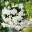 Бегония Pendula Cascade White фото