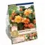 Бегония Cascade Sunray (Брендовые луковицы KAPITEYN®) фото