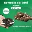 Бегония Multiflora Maxima оранжевая фото