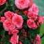 Бегония Pendula Cascade Pink фото