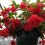 Бегония Cascade Red фото