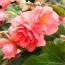 Бегония Cascade Odorosa Sweet Pink фото