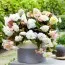Бегония Cascade Odorosa White Blush фото