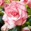 Бегония Cascade Odorosa Florence, White-Pink фото