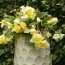 Бегония Cascade Odorosa Yellow Flame фото