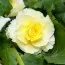 Бегония Cascade Odorosa Yellow Flame фото