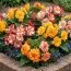 Бегония Crispa Marginata Mix фото