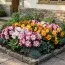 Бегония Crispa Marginata Mix фото
