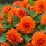 Бегония Non Stop Gold Orange фото