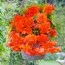 Бегония Pendula Orange фото