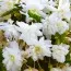 Бегония Pendula White фото