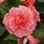 Бегония Picotee Lace Pink фото