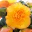 Бегония Ruffled Apricot фото