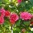Бегония Camelia Pink фото