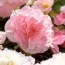 Бегония Wummi Apfelblute, Pink фото