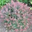 Барбарис Atropurpurea Nana фото
