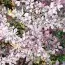 Барбарис Silver Miles фото