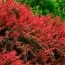 Барбарис Lutin Rouge фото