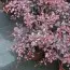 Барбарис Pink Queen фото