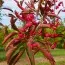 Бересклет Европейский Red Cascade фото
