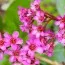 Бергения Cordifolia фото
