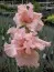 Ирис Beverly Sills фото