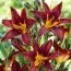 Лилейник Black Prince фото