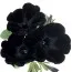 Петуния Sweetunia Black Satin фото