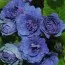 Примула Blue Sapphire фото