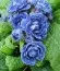 Примула Blue Sapphire фото