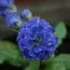 Примула Blue Sapphire фото