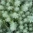 Седум Blue Spruce (рассада) фото
